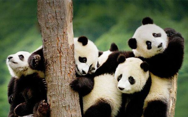 成都大熊猫繁育研究中心